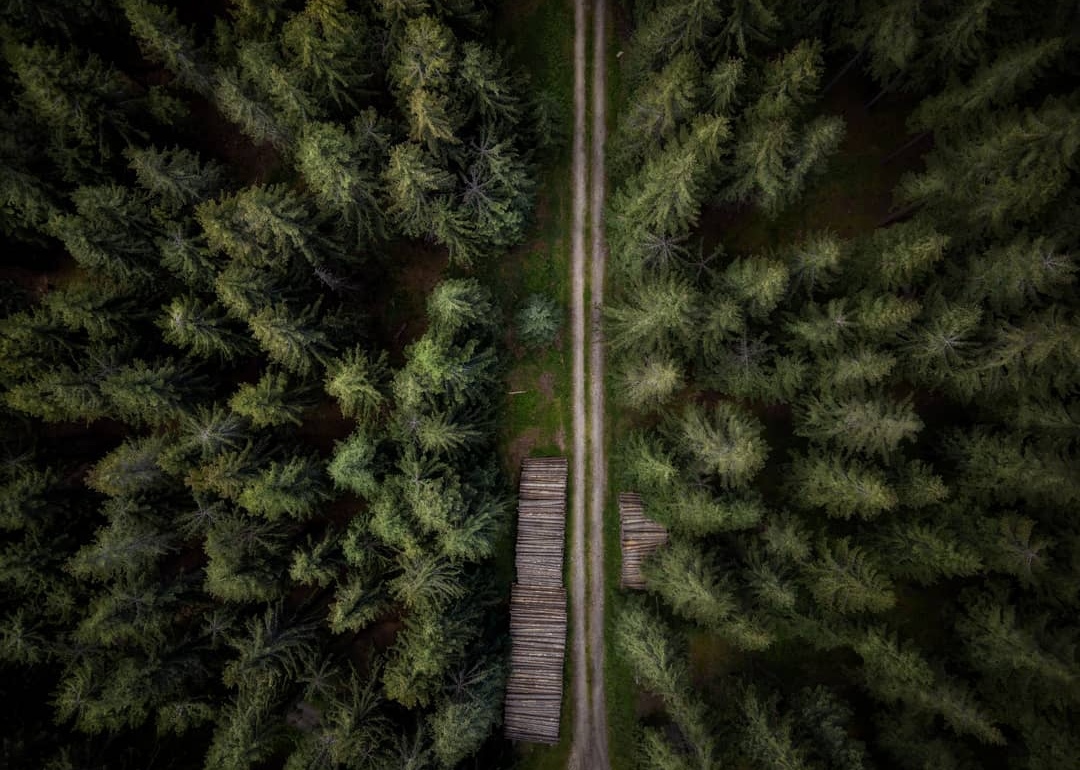 Drohnenfotografie Luftaufnahme Weg im Nadelwald