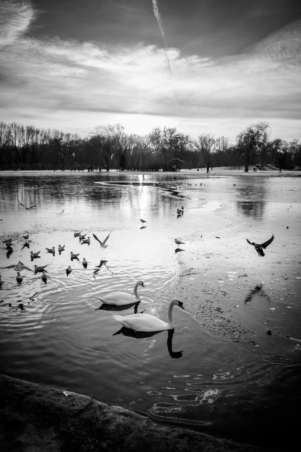 Teich mit Schwänen, Enten und Eis im Winter