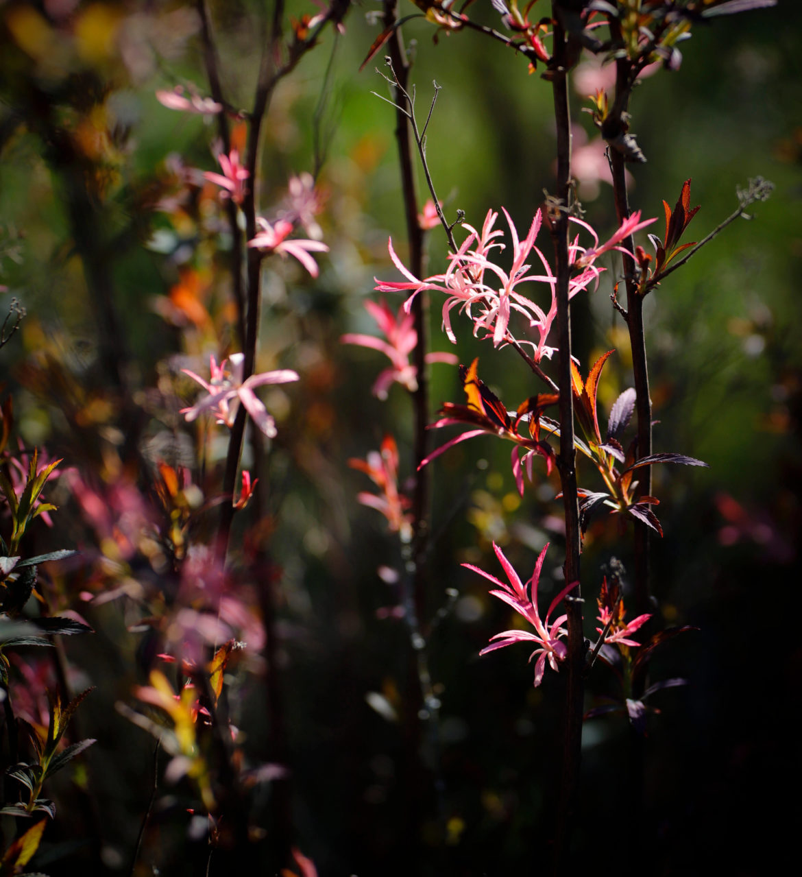 Pflanzen Blüten im Frühling