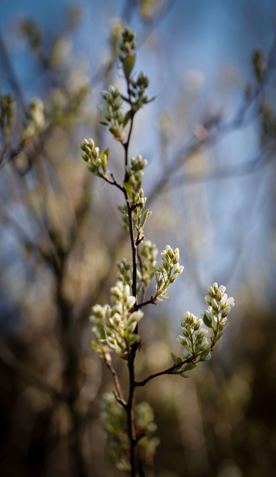 Pflanzen Blüten im Frühling